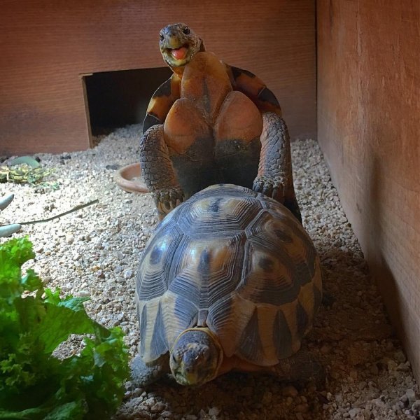 спаривание сухопутных черепах