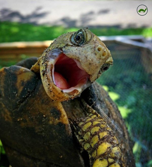 пасть черепахи