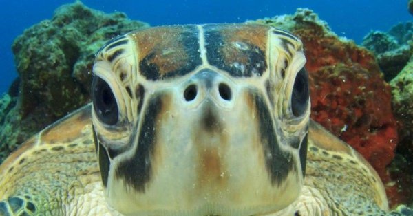 сипадан черепахи