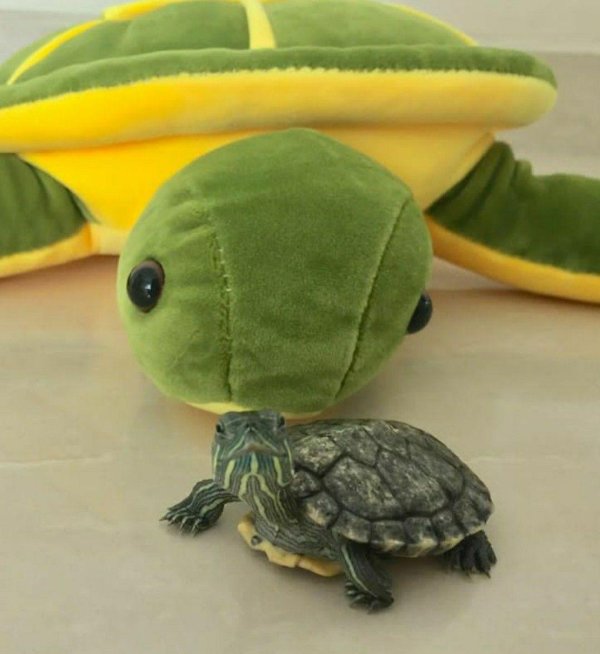мягкая игрушка черепашка
