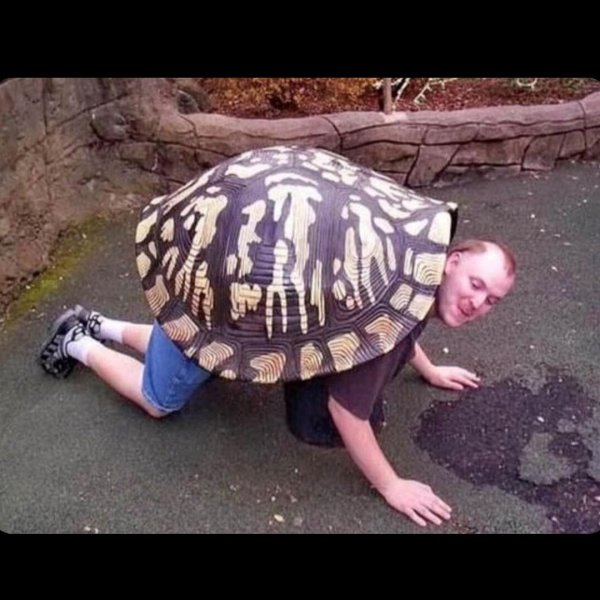 черепаха без панциря