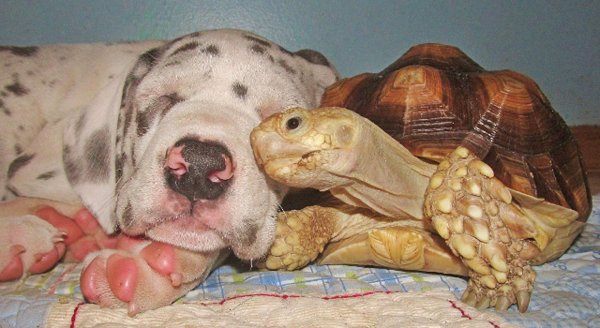 дружба между животными