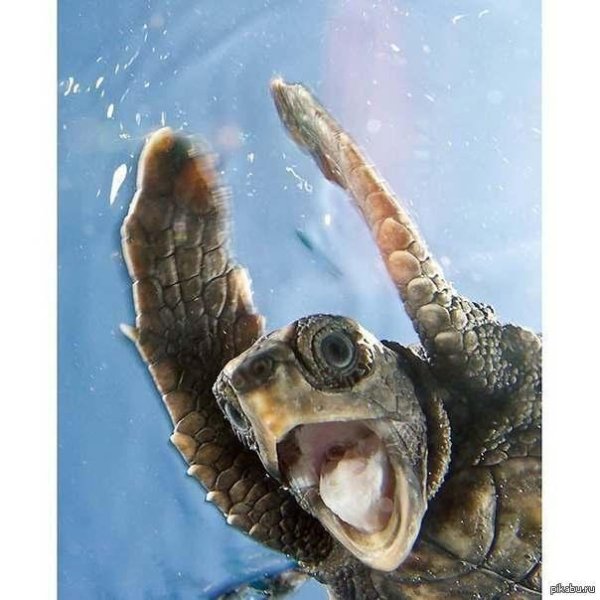 морская черепашка