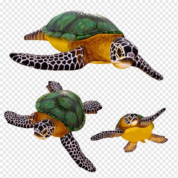 черепаха на прозрачном фоне
