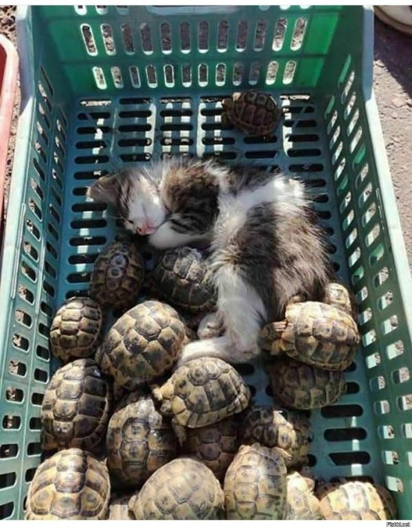 котята черепашки