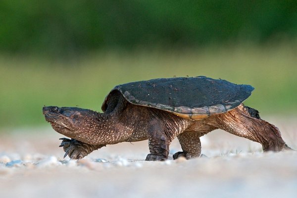 амазонская черепаха