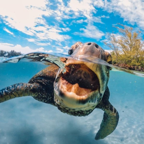 дальян черепахи