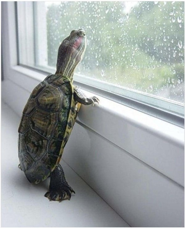 красноухая черепашка