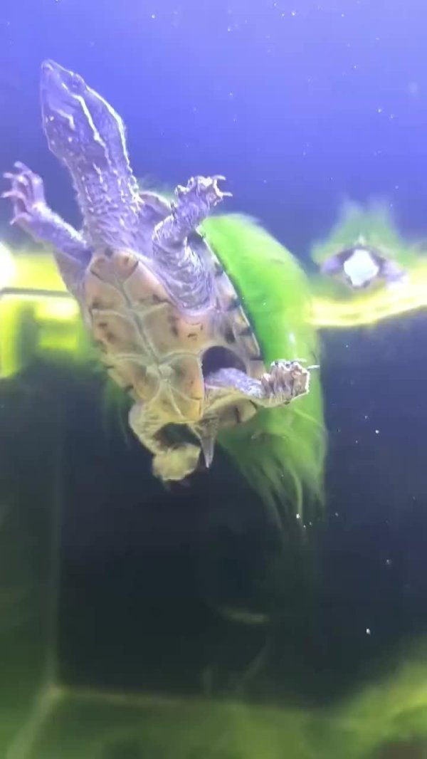 мостик для черепахи в аквариум