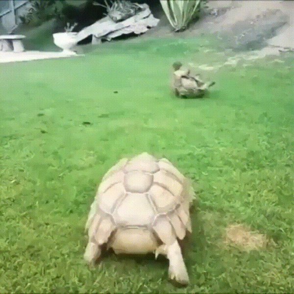 tortoise turtle