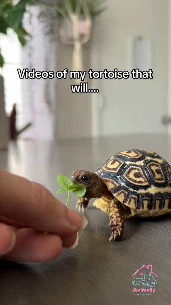 домашняя черепаха