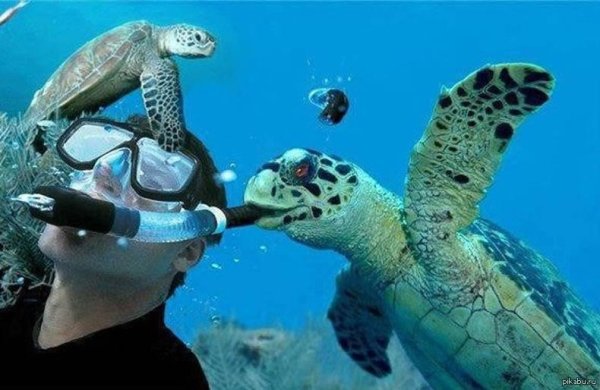 снорклинг на мальдивах