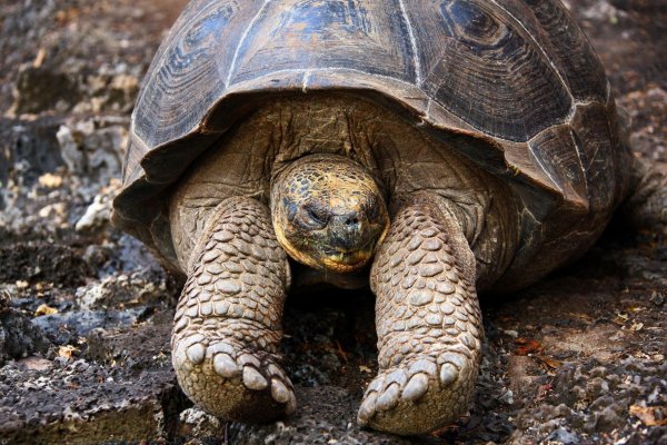 галапагосские черепахи дарвин