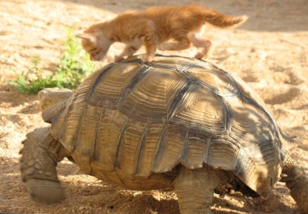 африканская шпороносная черепаха