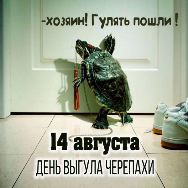23 мая всемирный день черепах