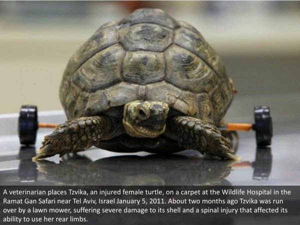 половой орган черепахи