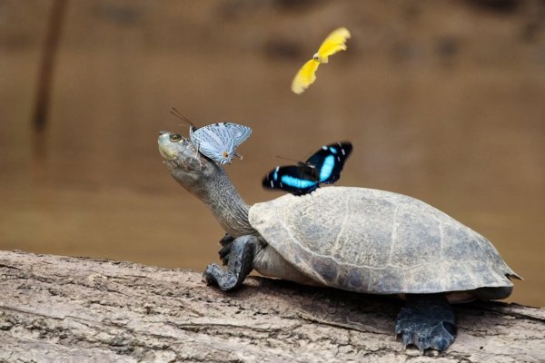 черепаха красивая