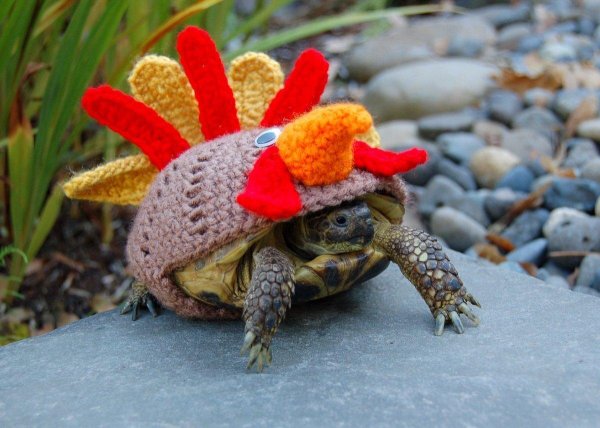 прикольная черепашка