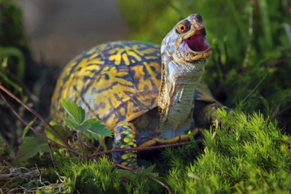 черепашка улыбается