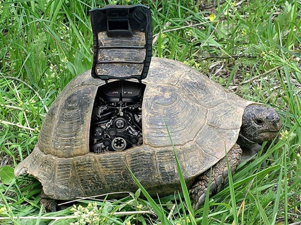 сухопутная черепаха