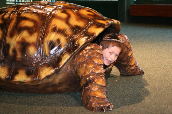 крутая черепаха