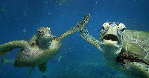 большой барьерный риф зеленая черепаха