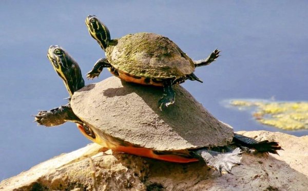 красноухая черепаха