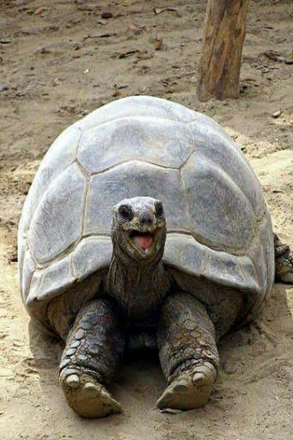 черепаха дарвина гариетта