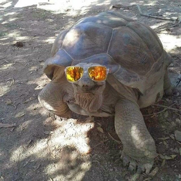 крутая черепаха