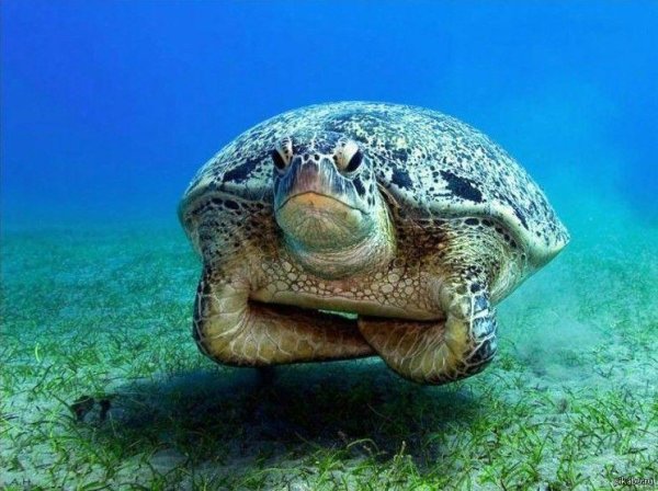 морские черепахи кушают