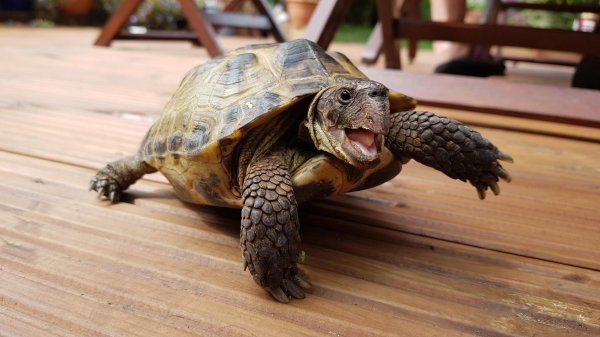 среднеазиатская степная черепаха