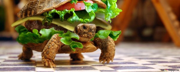 смешные черепашки