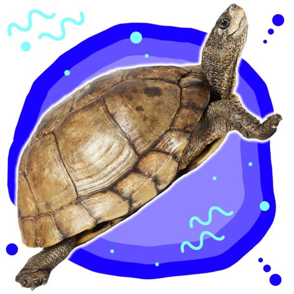 с днем черепахи