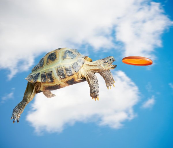 прикольная черепашка