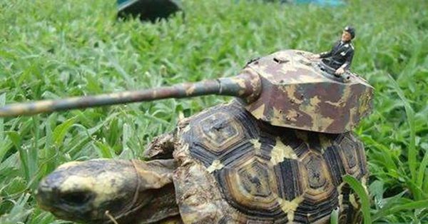 танки черепахи