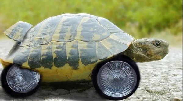 черепаха ктм