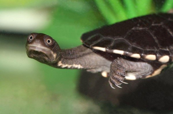 змеиношейная черепаха