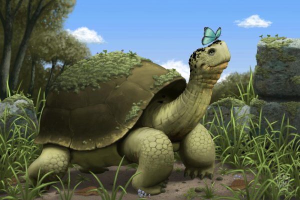 черепаха живопись