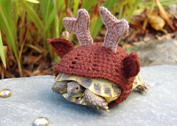 костюмчики для черепах