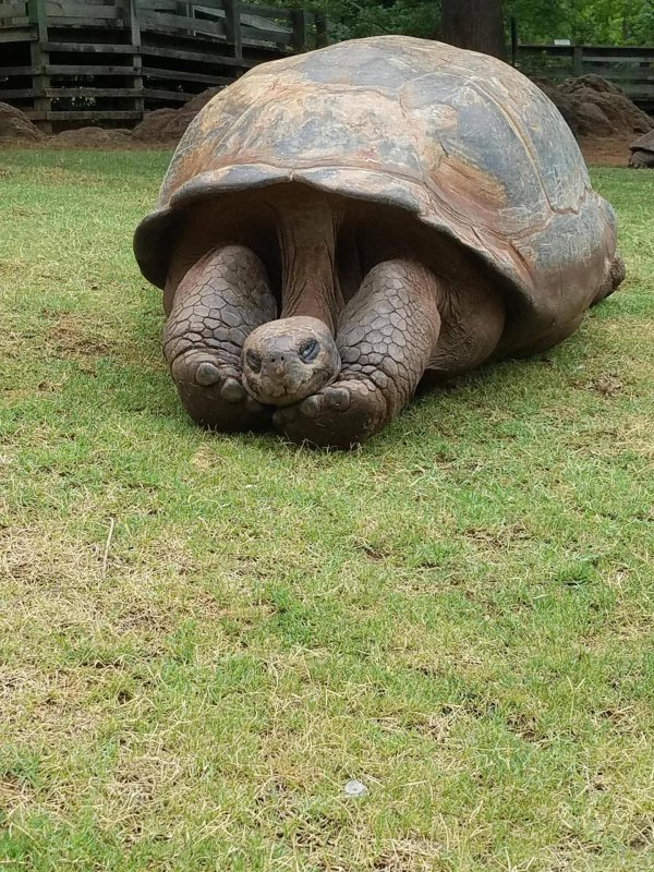giant tortoise