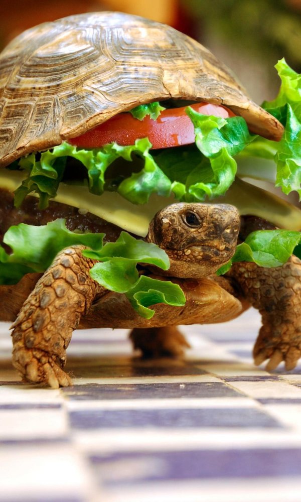 черепаха бургер