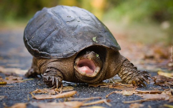 черепаха каймановая