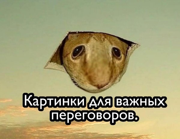 прикольные морды животных