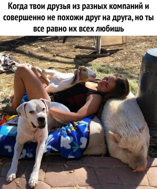 твои друзья