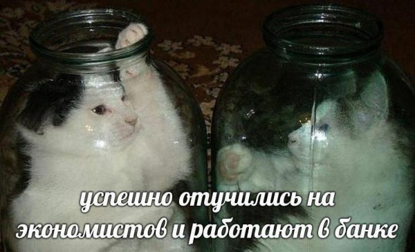 коты в банке