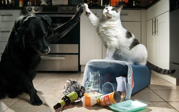 кошка с собакой