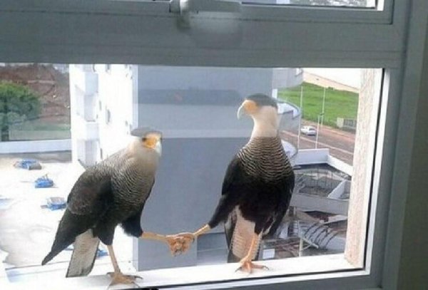 договорились прикол