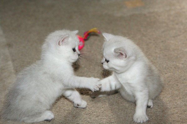 котенок серебристая шиншилла