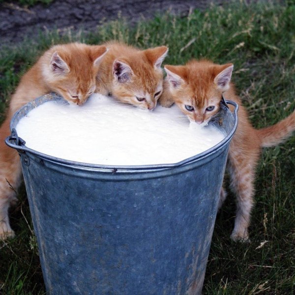 кот в ведре