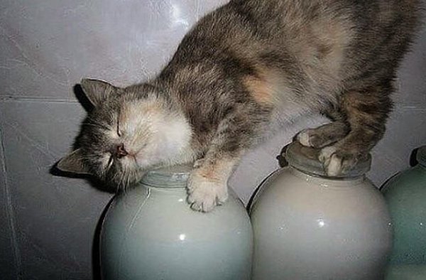 смешные коты в сметане